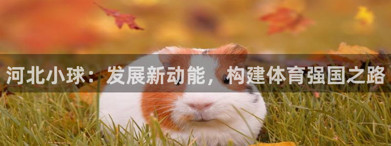 必一体育app官方网
